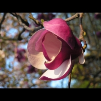 Magnolia cv Inconnu (fam Magnoliacees) (01)